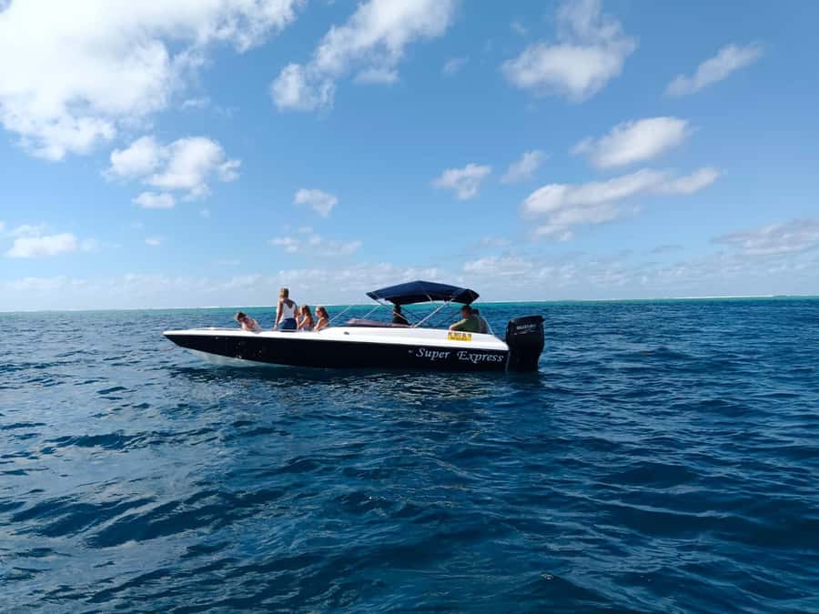 Mauritius 5 Islands Hopping Tours - PRIVATE BOAT - Dolphin time in natural habitat: what makes the boat day worth it