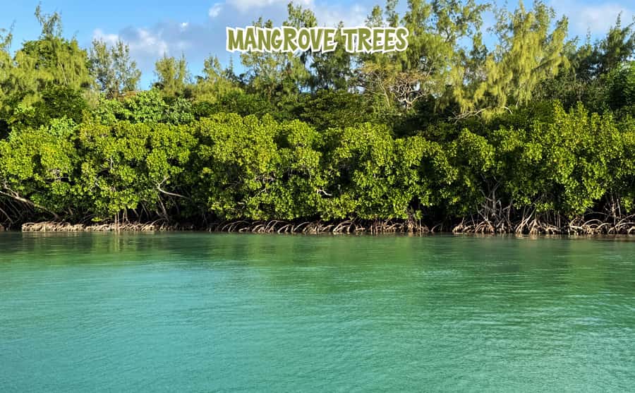 Mauritius: 5 Islands of the East Speedboat Tour with BBQ - Meeting at Trou dEau Douce, and how the day really flows