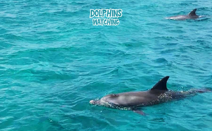 Mauritius: Benitier Island - Swim Dolphins - Speedboat & BBQ - Morning dolphin search off Tamarin: what timing really changes