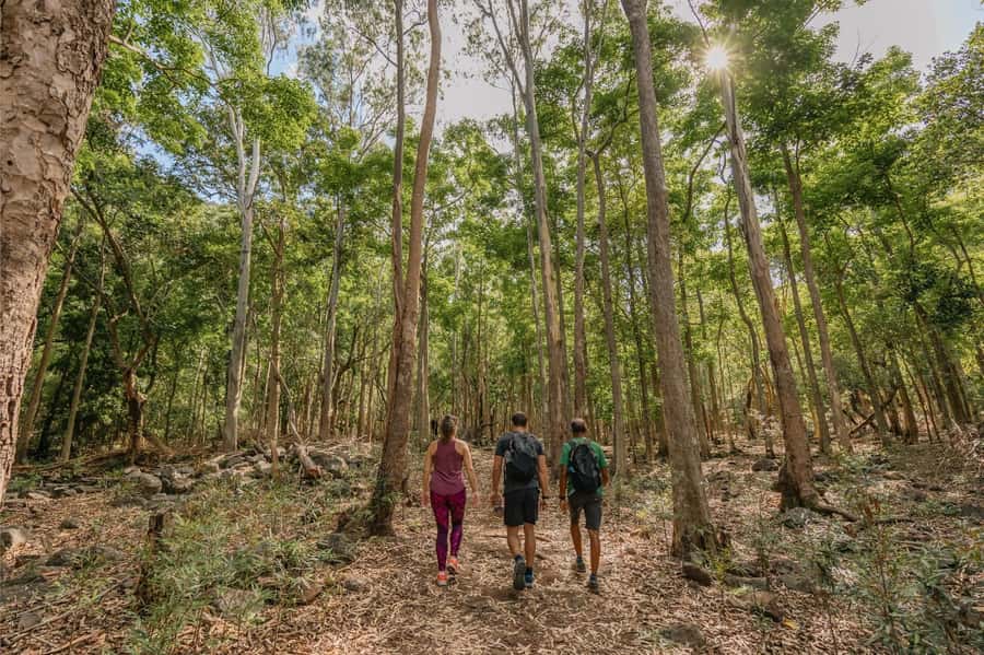 Mauritius: Black River Gorges National Park 3-Hour Hike - Key Highlights You Will Actually Feel
