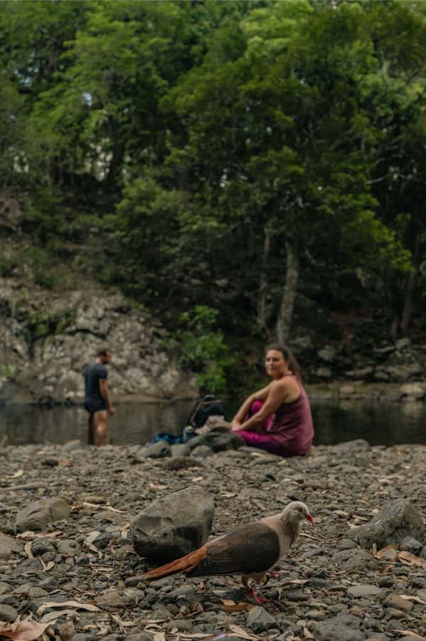 Mauritius: Black River Gorges National Park 3-Hour Hike - Through Primary Forest, Looking for Native Fauna and Flora