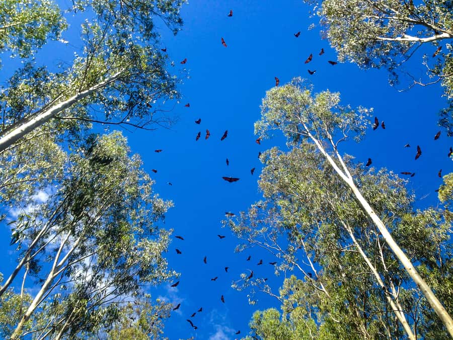 Mauritius: Black River Gorges National Park 3-Hour Hike - The Pilgrims Trail Feeling, and Why Route Choice Matters