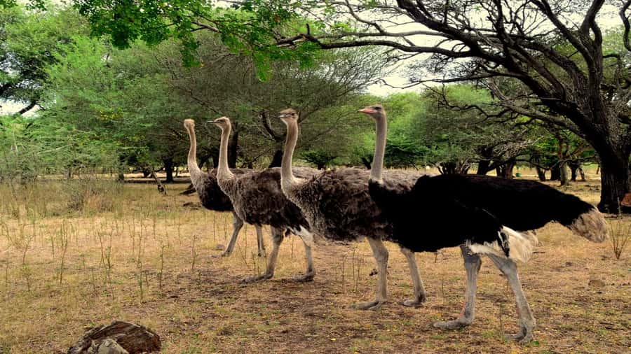 Mauritius: Casela Nature Parks Entrance Ticket with Transfer - Key highlights worth planning around