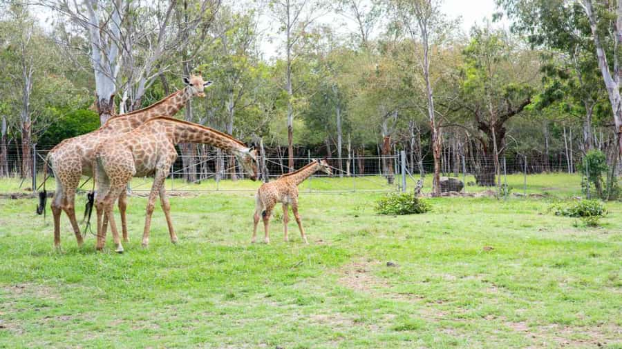 Mauritius: Casela Nature Parks Entrance Ticket with Transfer - African Safari Truck Tour, your best chance to see animals close up