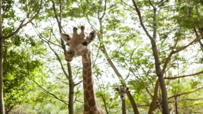 Casela Nature Parks Entrance Ticket with Transfer