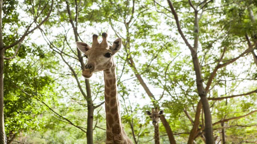 Mauritius: Casela Nature Parks Entrance Ticket with Transfer - What the 7-hour package really buys you, transfer plus core activities