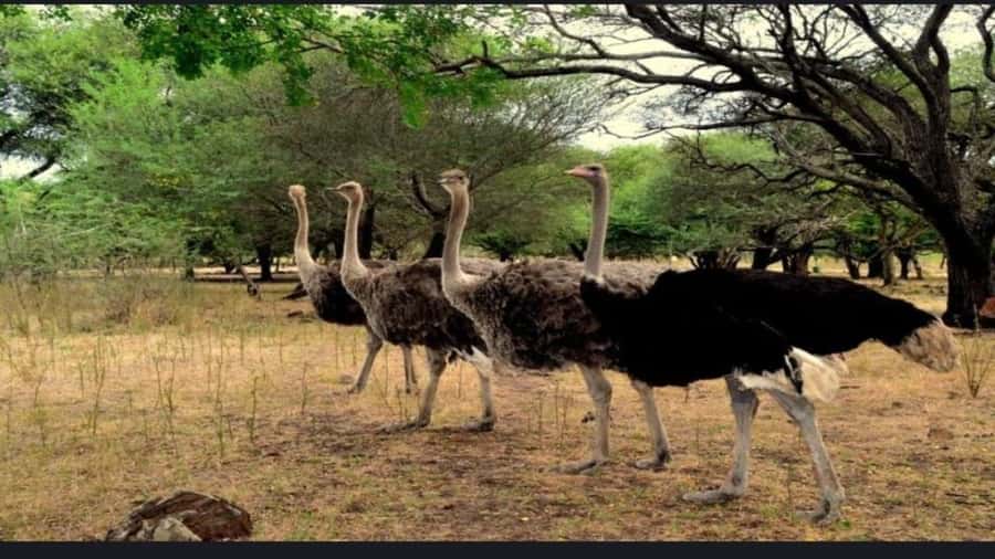 Mauritius: Casela nature parks & flic en flac beach - Choosing between wildlife, birds, and zipline without burning the day