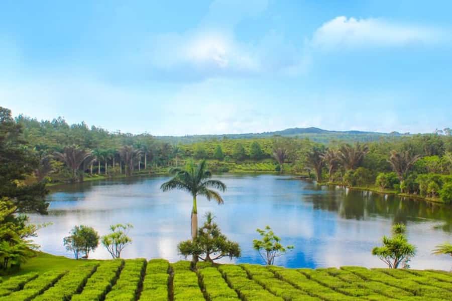 Mauritius: Crocodile Park and Tea Factory Tour with Tasting - How the 7-hour day is paced, and what to do about lunch