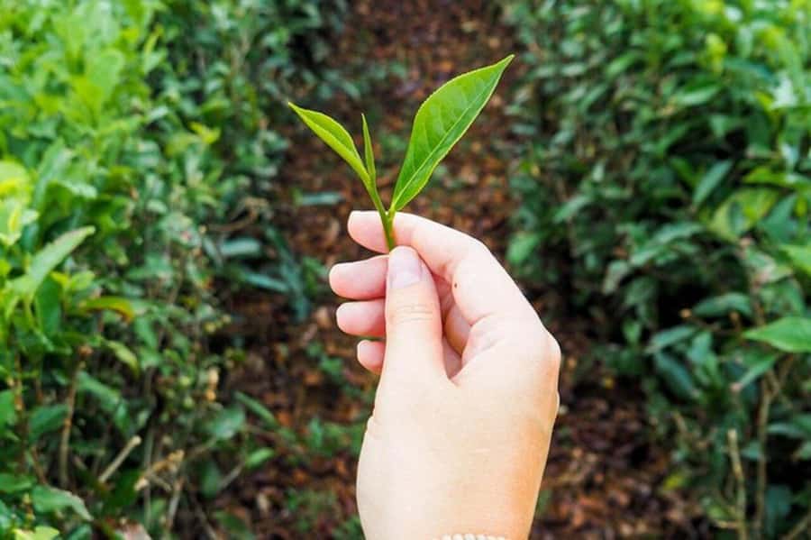 Mauritius: Crocodile Park and Tea Factory Tour with Tasting - Tea tasting at the chalet, what you are really learning