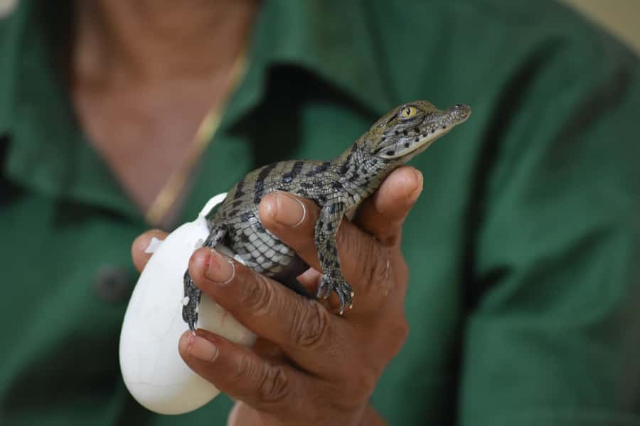 Mauritius: Crocodile Park and Tea Factory Tour with Tasting - Price and value: what $180 is buying you