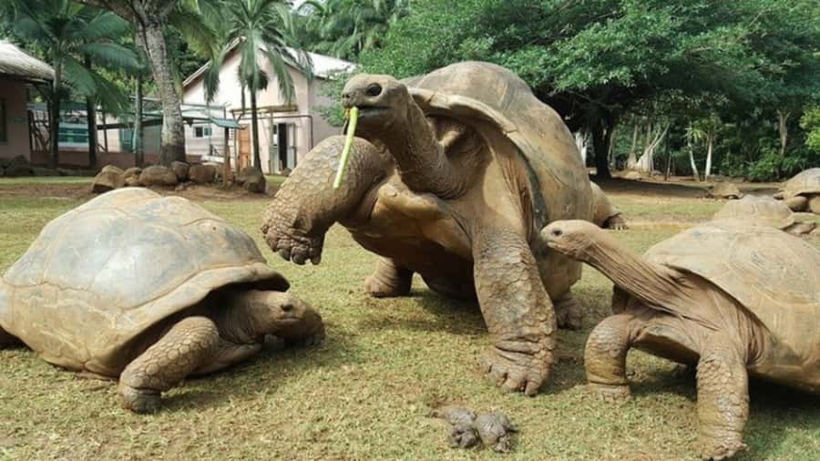 Mauritius: Crocodile Park and Tea Factory Tour with Tasting - Who should book this tour, and who should skip it