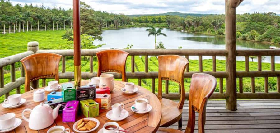 Mauritius: Crocodile Park and Tea Factory Tour with Tasting - Bois Chéri tea factory, plantation, and the 1892 story in plain terms