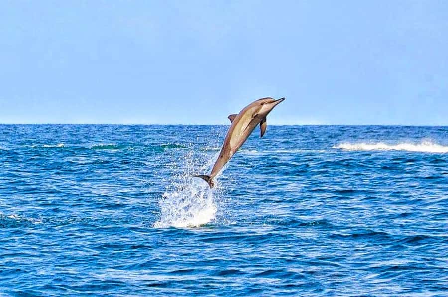 Mauritius Dolphin Encounter and Geographic Marvels Tour - Trou Aux Cerfs: A Dormant Volcano Crater With 360-Degree Views
