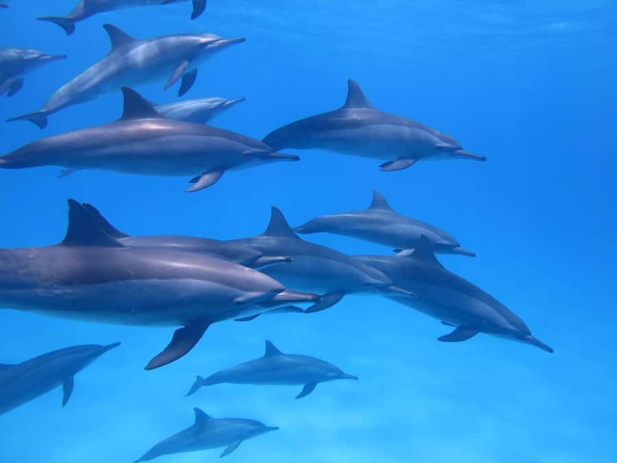 Mauritius: Dolphins watch half-day - Half-day dolphin swim in Mauritius: what you’re really buying
