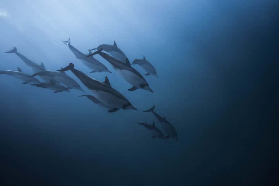 Mauritius: Dolphins watch half-day - The 2-hour open-sea swim with wild dolphins