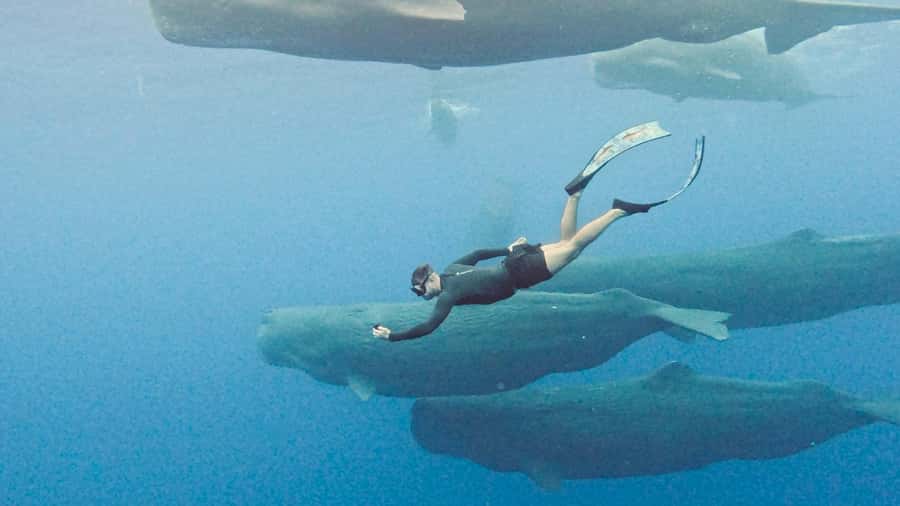 Mauritius Eco Whales Quest, 3-4 hours Expedition - Key things I’d bet on before you go