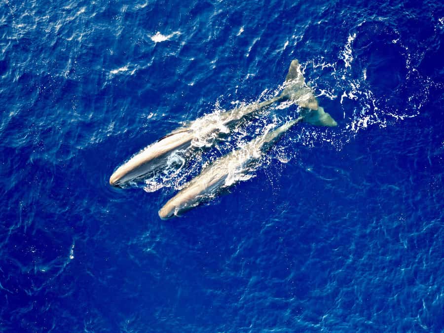 Mauritius Eco Whales Quest, 3-4 hours Expedition - Early Starts and Small Groups: How the Timing Works
