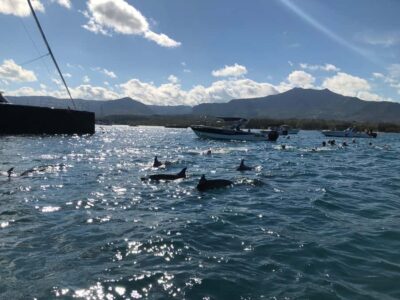 Mauritius Eco Whales Quest, 3-4 hours Expedition