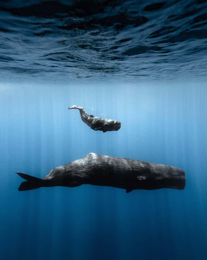 Mauritius Eco Whales Quest, 3-4 hours Expedition - What to Pack for Mauritius Sun, Salt Air, and Photos
