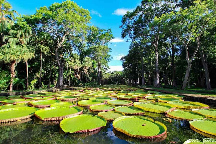 Mauritius: Exclusive North Tour with Pickup - A north-Mauritius day with real variety