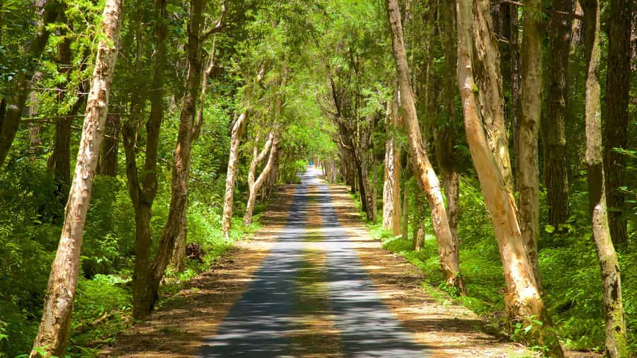 Mauritius: Exclusive South West Tour - Black River Gorges: National Park Views and the Forest Story