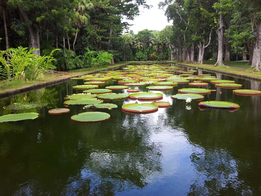 Mauritius: Full Day Tour of the North with Hotel Transfer - Key Points You’ll Care About