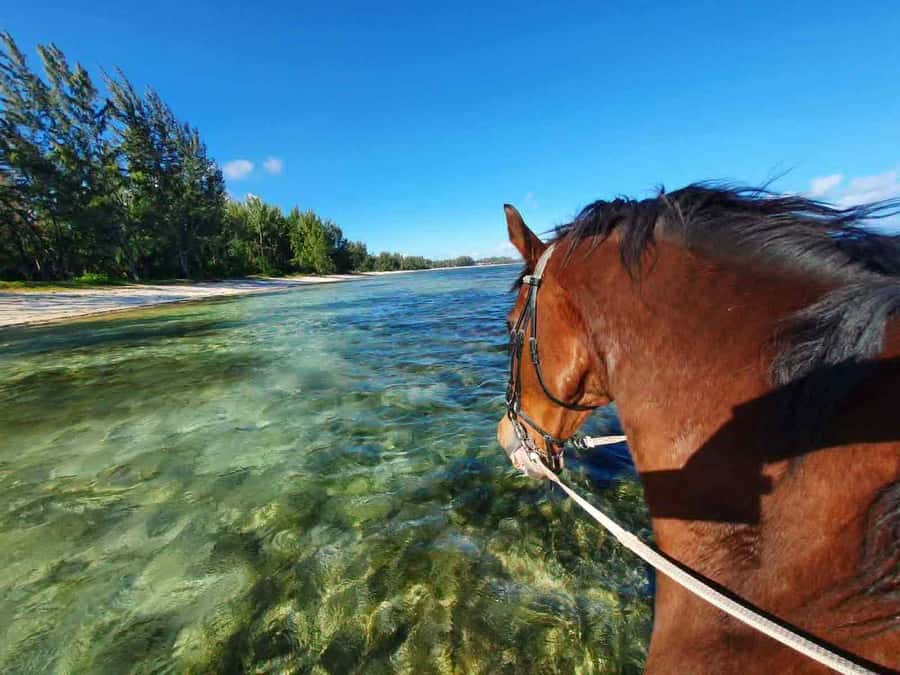 Mauritius: Horse riding on the deserted beach of Riambel - Sunset rides with the waves in your ears
