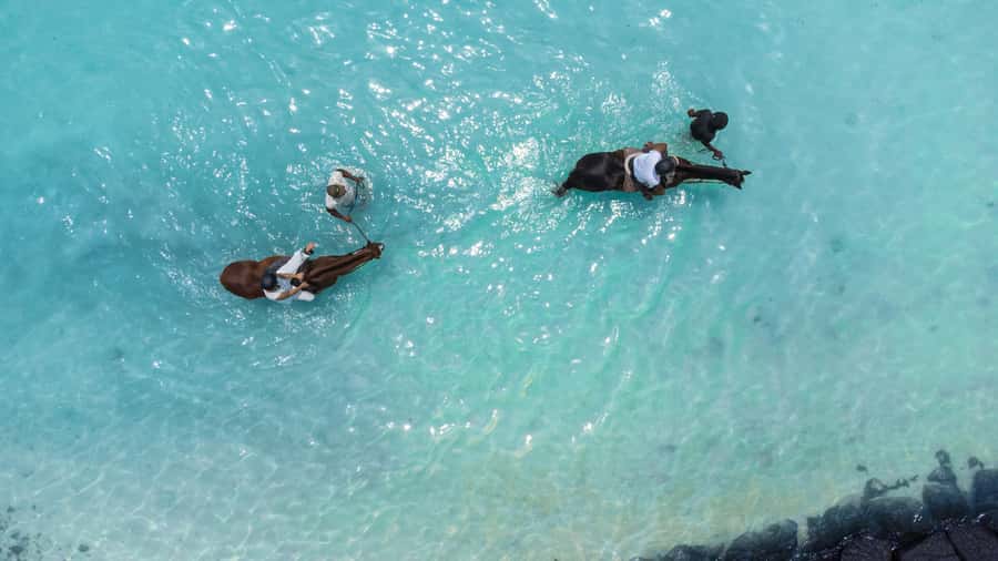 Mauritius: Horseback riding on the beach - Key Things You’ll Notice Right Away