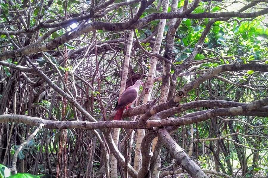 Mauritius: Ile aux Aigrettes Nature Reserve with Boat Ride - La Vanille Nature Park: insectarium and fossil museum variety