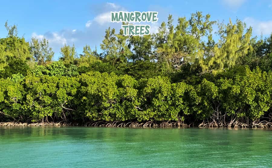 Mauritius: Ile aux Cerfs Speedboat Tour with Lunch & Drinks - Speedboat Views from Trou dEau Douce to Île aux Cerfs