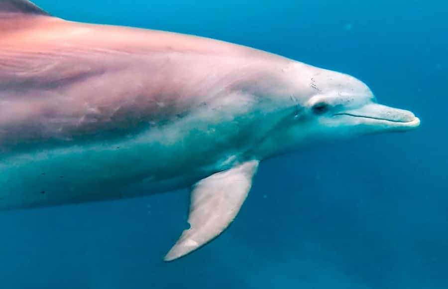Mauritius Le Morne: Eco-Friendly Dolphin Watching Tour - Key things that make this Le Morne tour worth it