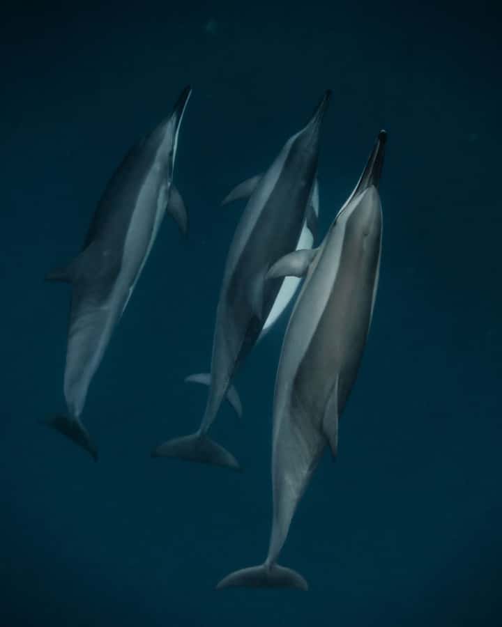 Mauritius Le Morne: Eco-Friendly Dolphin Watching Tour - Why Le Morne’s early water makes the dolphin hunt feel better