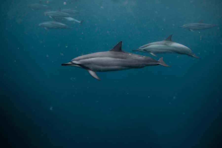 Mauritius Le Morne: Eco-Friendly Dolphin Watching Tour - The dolphin swim moment: what to expect once you’re in the water