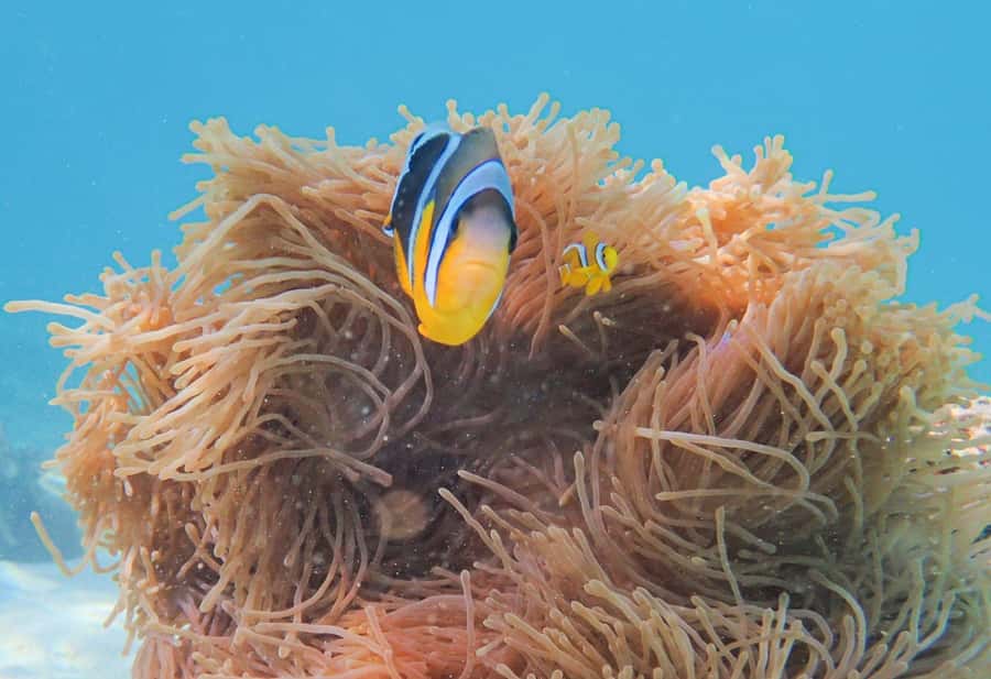 Mauritius Le Morne: Eco-Friendly Dolphin Watching Tour - Snorkelling in the lagoon: clear water and the turtle possibility