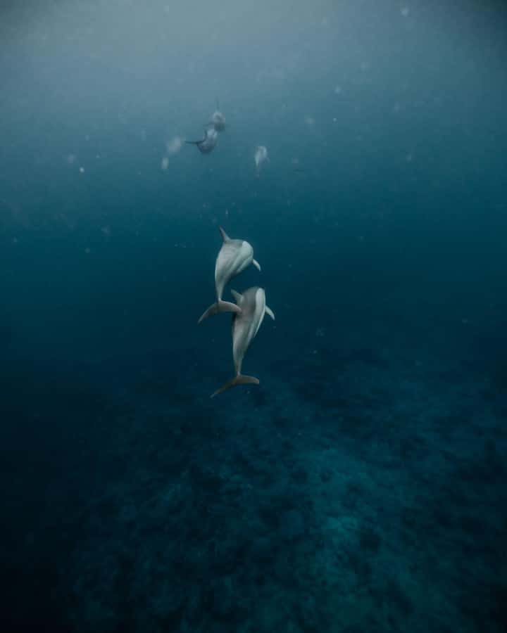 Mauritius Le Morne: Eco-Friendly Dolphin Watching Tour - Getting to the beach: Emba Filao meeting point and what to plan