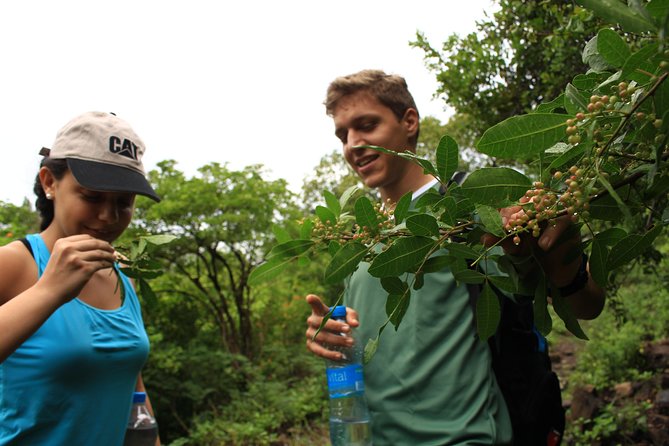 Mauritius Le Morne Hiking including transfer - Price and Value: Is $120 Worth It for This 4-Hour Plan?