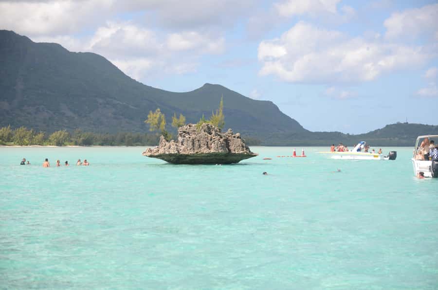 Mauritius: Ocean Swim with Dolphins - Key Highlights to Know Before You Go