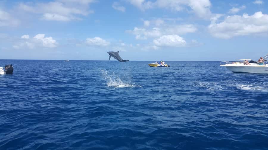 Mauritius: Ocean Swim with Dolphins - Snorkeling the Aquarium Reef Barrier for Real Marine Life