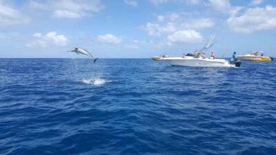 Ocean Swim with Dolphins