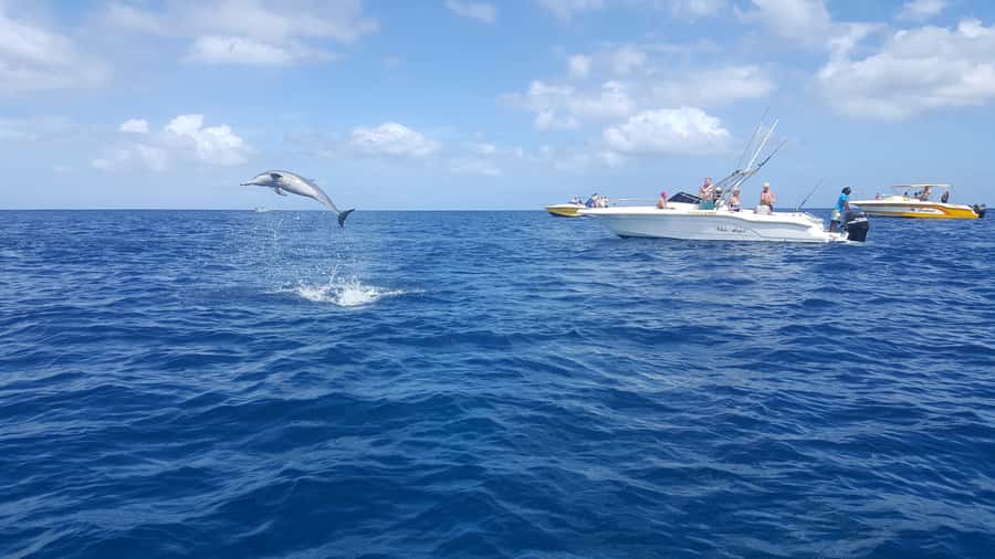 Mauritius: Ocean Swim with Dolphins - Dolphin Watching and Swimming: Close, Active, and Worth Your Attention