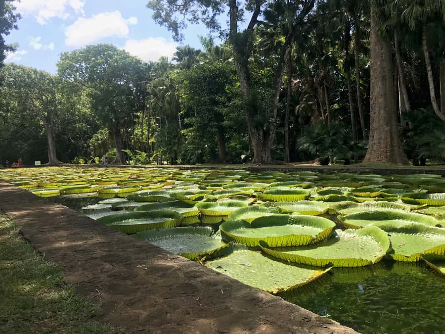 Mauritius: Private Full-Day Iconic Instagram Spots - Price and Value: Is $135 Worth It for a Full-Day Highlight Run?
