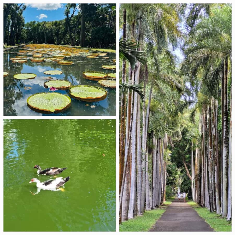 Mauritius: Private Full-Day North Tours - Key highlights you’ll feel right away