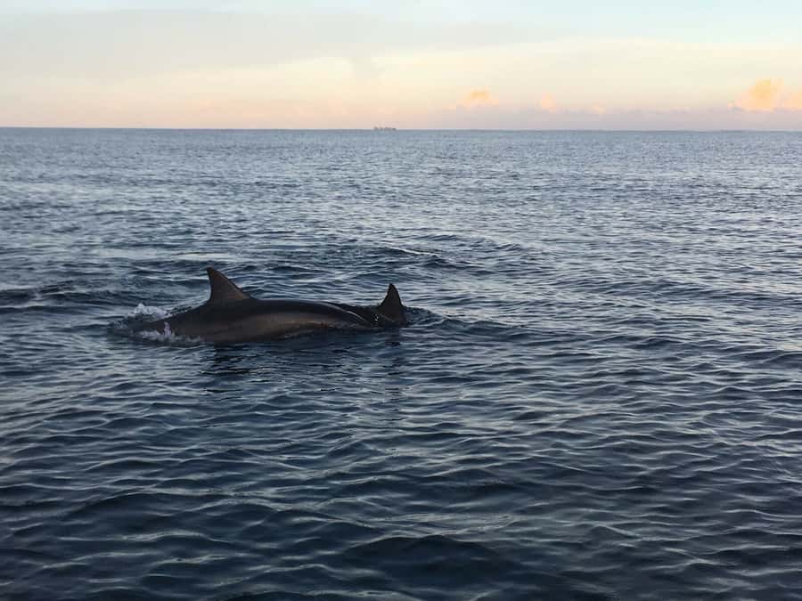 Mauritius: Private South Side and Dolphin Adventure Tour - Why this early dolphin swim is the best “anchor” for the day