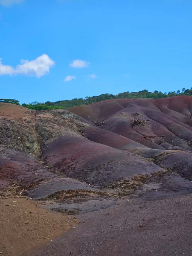 Mauritius: Private Southwest Chamarel Highlights Tour - Black River Gorges National Park wildlife chances