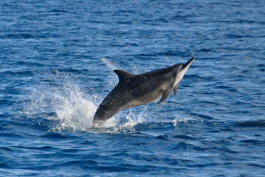 Mauritius: Private Swim with Dolphins - Key highlights at a glance