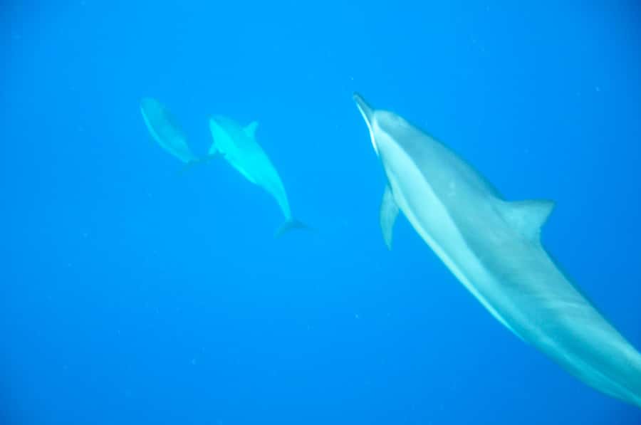 Mauritius: Private Swim with Dolphins - Safety, lifejackets, and how the crew keeps the swim calm