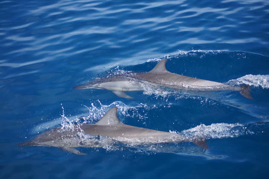 Mauritius: Private Swim with Dolphins - The 150-minute flow: cruise, dolphin swim, then coral-reef snorkeling