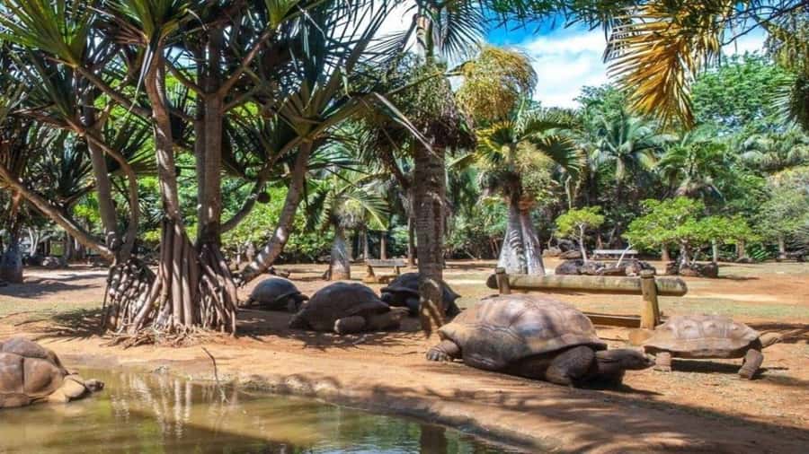 Mauritius : private wild south fullday tour - A Private Route Through Mauritius Wild South, With Less Waiting