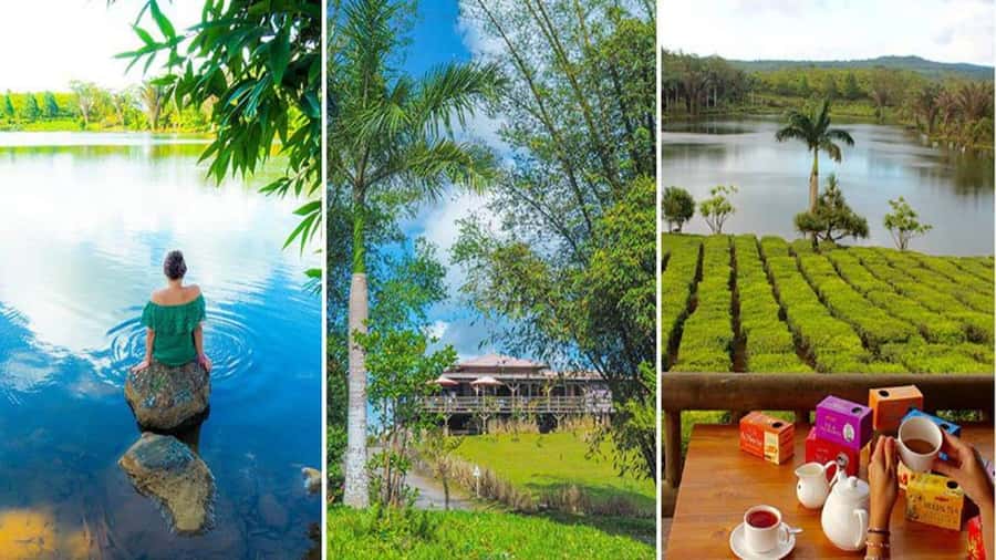 Mauritius : private wild south fullday tour - Bois Cheri Tea Factory: 19th-Century Machinery and 360-Degree Views