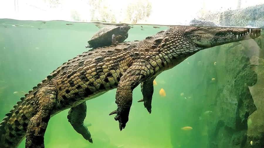 Mauritius : private wild south fullday tour - La Vanille Crocodile Park: Crocs, Giant Tortoises, Fossils, and Insects